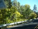 Woods near Prescott, AZ