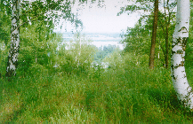 Volga view from the birch forest on the southern shore.
